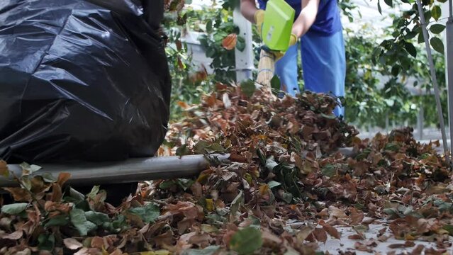 Two women are cleaning dry leaves from the floor into bags in a greenhouse using a sweeping broom and dustpan. Greenhouse workers use a broom and a dustpan to collect dry plowed leaves.