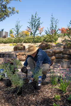 Landscape Architect planting new garden bed