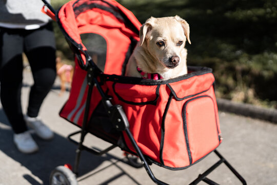 person transporting sick disabled dog in cart