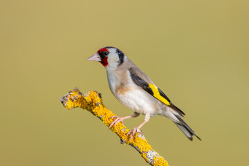  Saka » European Goldfinch » Carduelis carduelis

