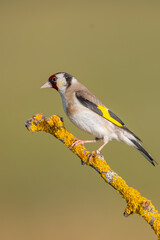 Saka » European Goldfinch » Carduelis carduelis

