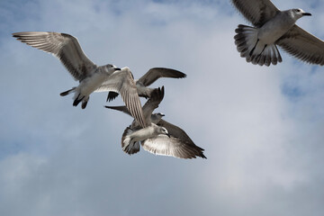 Seagull flying in the sky