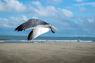 Dynamic close-up of a seagull landing on a sandy beach with the ocean and blue sky in the background