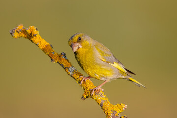 Florya » European Greenfinch » Chloris chloris