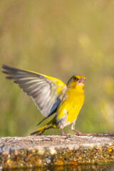 Florya » European Greenfinch » Chloris chloris