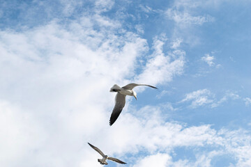 Seagull flying in the sky