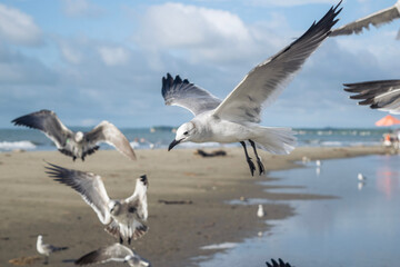 Seagulls  flying on the beach
