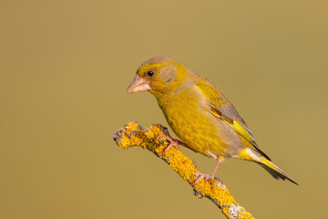 Florya » European Greenfinch » Chloris chloris