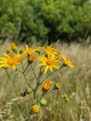 yellow flowers on a meadow