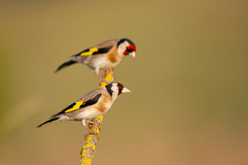  Saka » European Goldfinch » Carduelis carduelis


