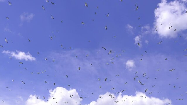 Flock of flying seagulls in sky. Many flocks of seagulls in flight, flying off coast of sea or ocean against background of blue skies and clouds in slow motion. Living flora and fauna of planet Earth.