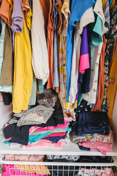 Cat in a closet colorful summer clothes