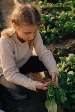 A teenage girl picks a radish from the garden