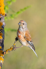 Ketenkuşu » Common Linnet » Linaria cannabina