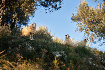 Sheep in the olive grove. Funny animals at sunset on nature