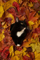 black and white cat looking through hole in colorful autumn leaves foliage. Autumn background with a cat pet - 620685498