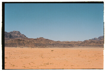 Camel at desert