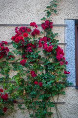 floral background. roses in the garden on the background of the wall
