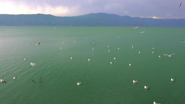 Flock of flying seagulls in sky. Many flocks of seagulls in flight, flying off coast of sea or ocean against backdrop of mountains in slow motion. Living flora and fauna of planet Earth.