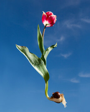 Pink tulip with bulb  on blue sky background.