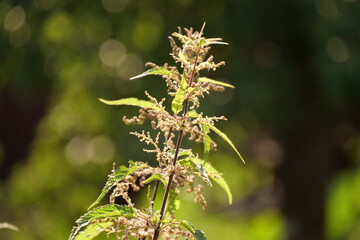 nettle blooms in the sunlight