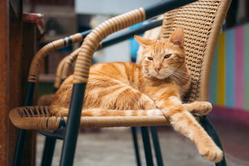 Orange Cat