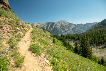 Rendezvous Mountain Trail Crosses Wildflower Covered Meadow