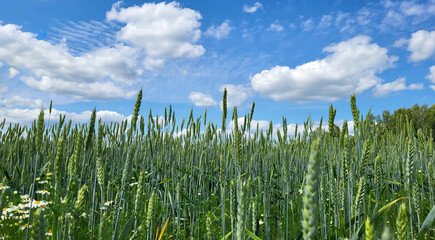 A field of green rye against a blue sky with clouds
