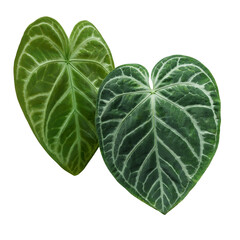 Heart-shaped green variegated leaves pattern of rare Anthurium plant the tropical foliage houseplant