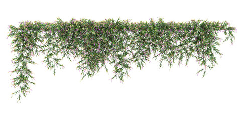 Collection of Hardengia violecea,Purple coral pea on isolated transparent background © Saifstock