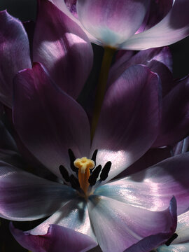 purple tulip petals on dark background
