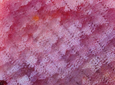 coral skeleton fossil crystal with roe spots texture detail