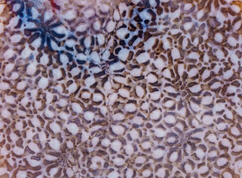 coral skeleton fossil crystal with roe spots texture detail