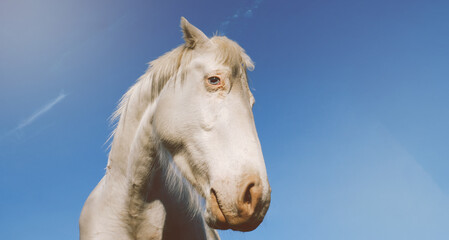 Funny horse face being nosey closeup for inquisitive background with copy space. - obrazy, fototapety, plakaty