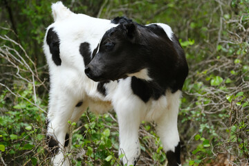 Spotted black and white calf in Texas bramble on farm.