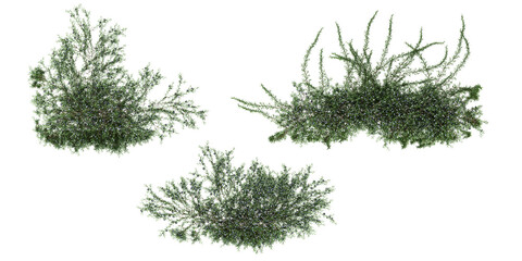 Top view of  Rosmarinus officinallis prostrate ,Creeping rosemary on isolated transparent background Collection