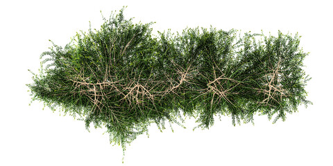 Top view of Phyllanthus Cochinchinensis ,Phyllanthus on isolated transparent background Collection