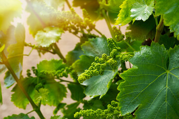 Close up of young grapevine. wine industry.