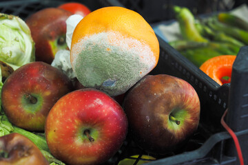 collection with different old damaged food with mold,