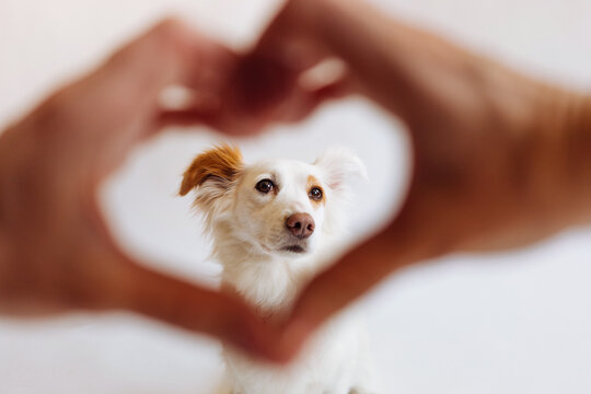 Dog in Heart Frame Made of Hands 