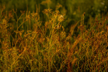 Sunset agriculture wheat
