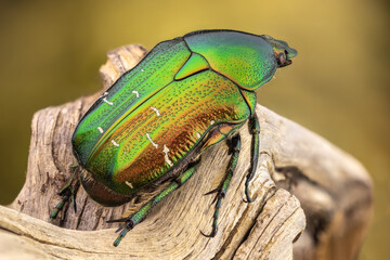 close up of a colorful rose chafer on a branch. dorsal view.