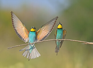 European Bee-eater lands on a branch in Burdur, Turkey