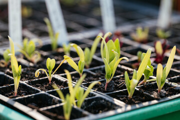 Spinach seedlings
