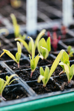 Spinach seedlings
