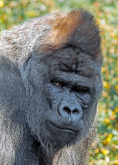 Western Lowland Gorilla Silverback (Gorilla Gorilla Gorilla)