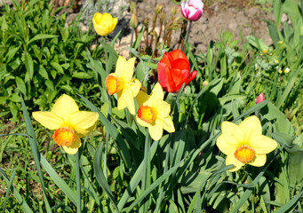 group of yellow flowering daffodils with tulips, close-up