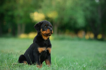 A puppy in the grass, in the park. Cute Rottweiler dog in nature. Walking with a pet in park 