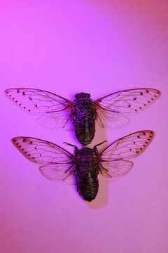 cicadas