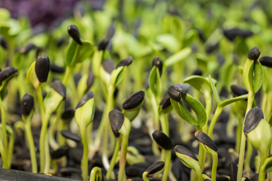 Sunflower seeds sprouts closeup